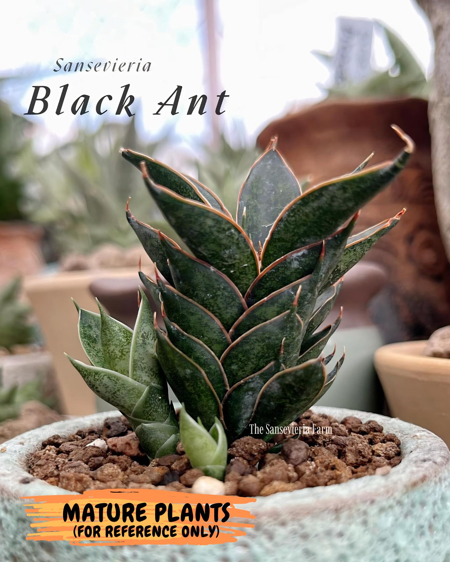 Sansevieria Black Ant (ca5) (3) | Dwarf Hybrid