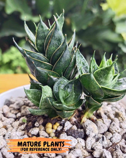 Sansevieria Black Ant (ca5) (5) | Dwarf Hybrid