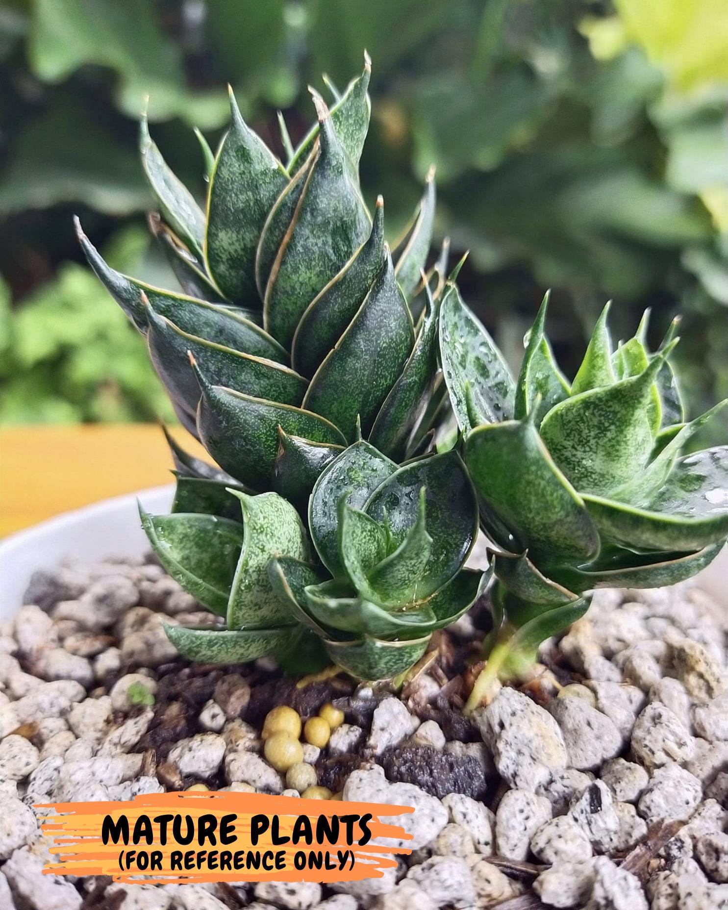 Sansevieria Black Ant (ca5) (4) | Dwarf Hybrid