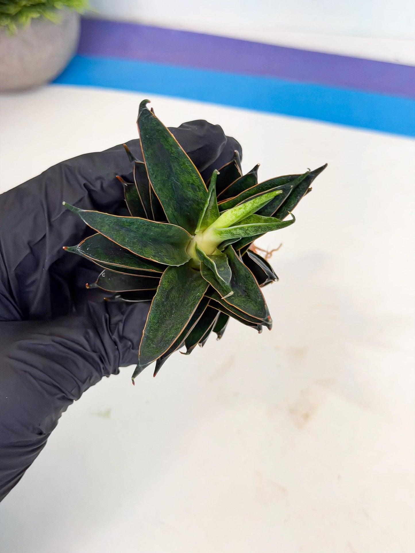 Sansevieria Black Ant (ca5) (3) | Dwarf Hybrid