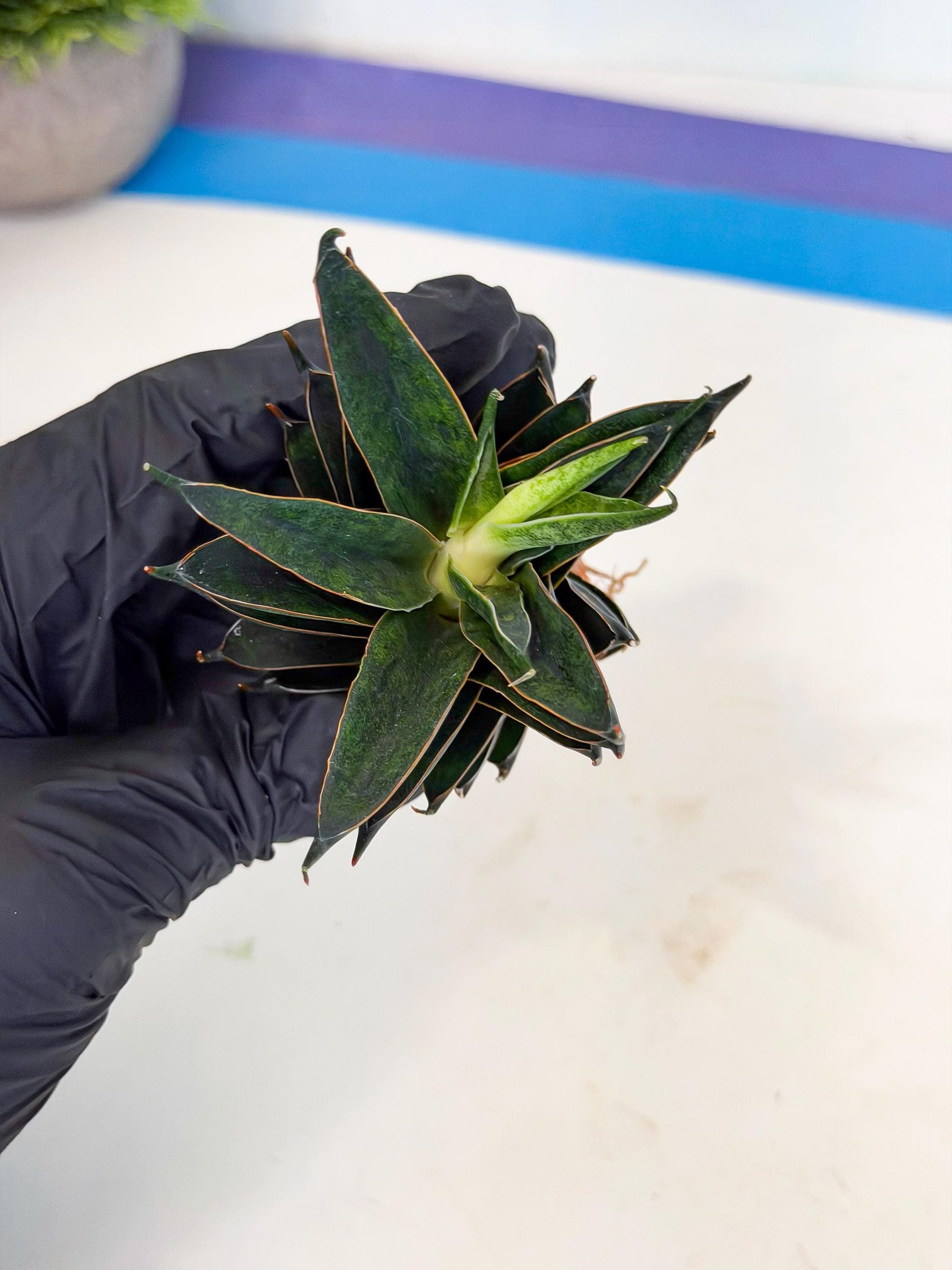 Sansevieria Black Ant (ca5) (3) | Dwarf Hybrid