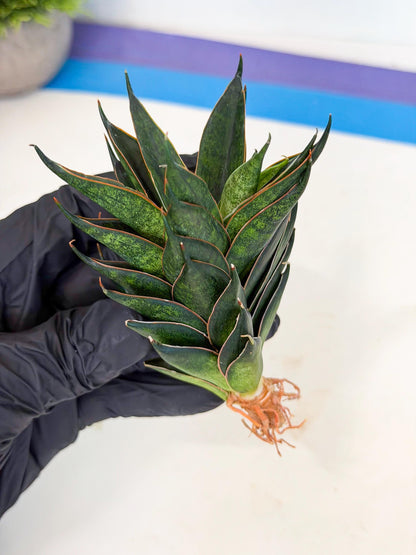 Sansevieria Black Ant (ca5) (3) | Dwarf Hybrid