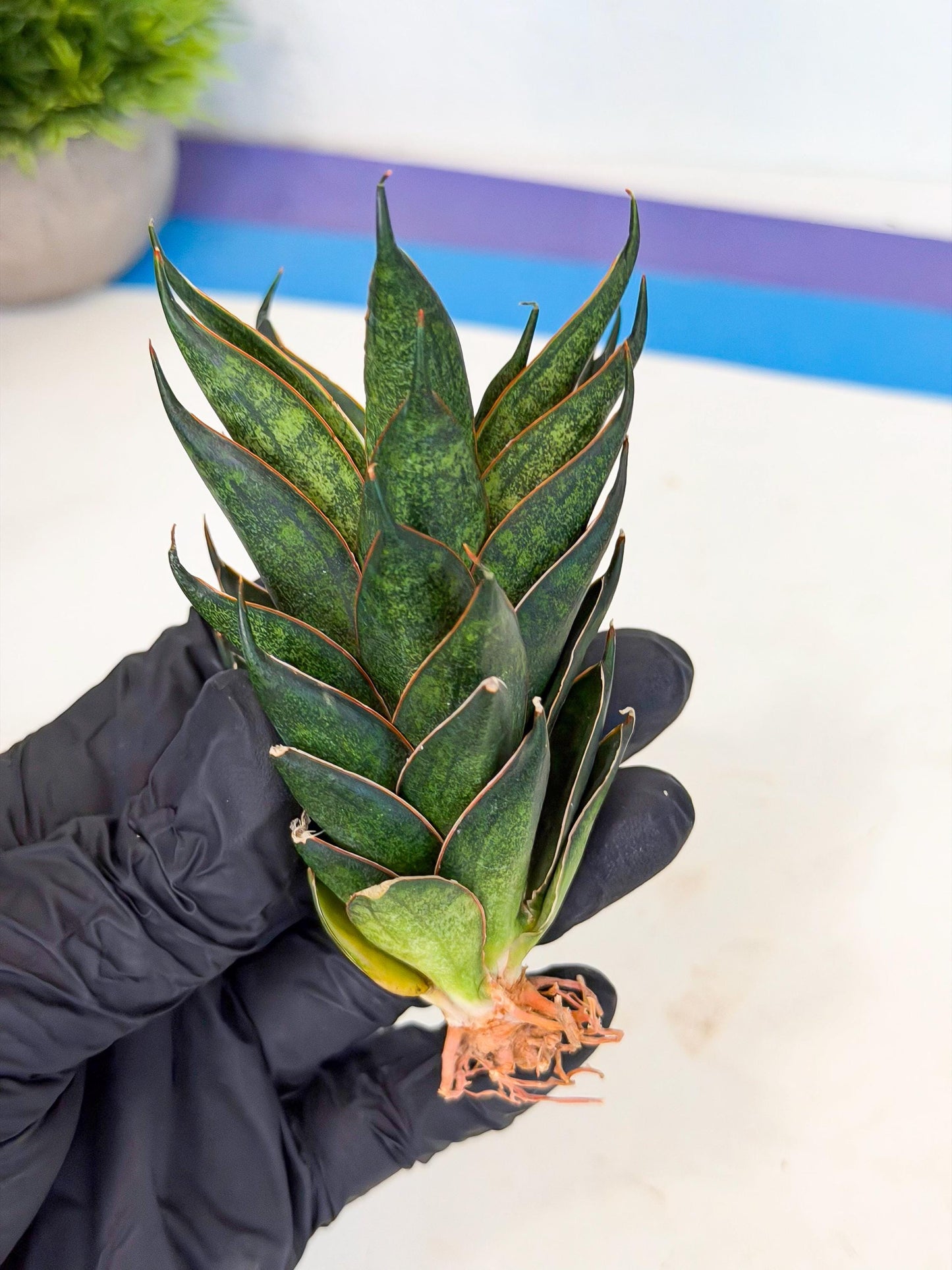Sansevieria Black Ant (ca5) (3) | Dwarf Hybrid