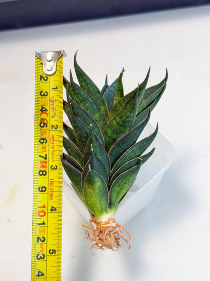Sansevieria Black Ant (ca5) (3) | Dwarf Hybrid