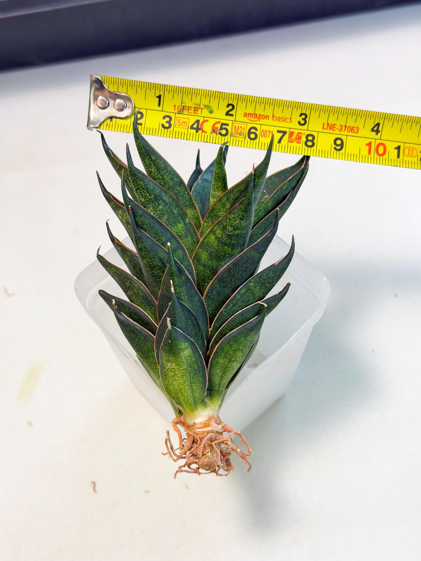 Sansevieria Black Ant (ca5) (3) | Dwarf Hybrid