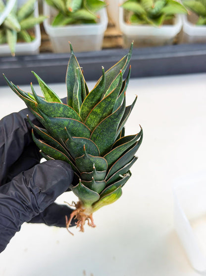 Sansevieria Black Ant (ca5) (3) | Dwarf Hybrid