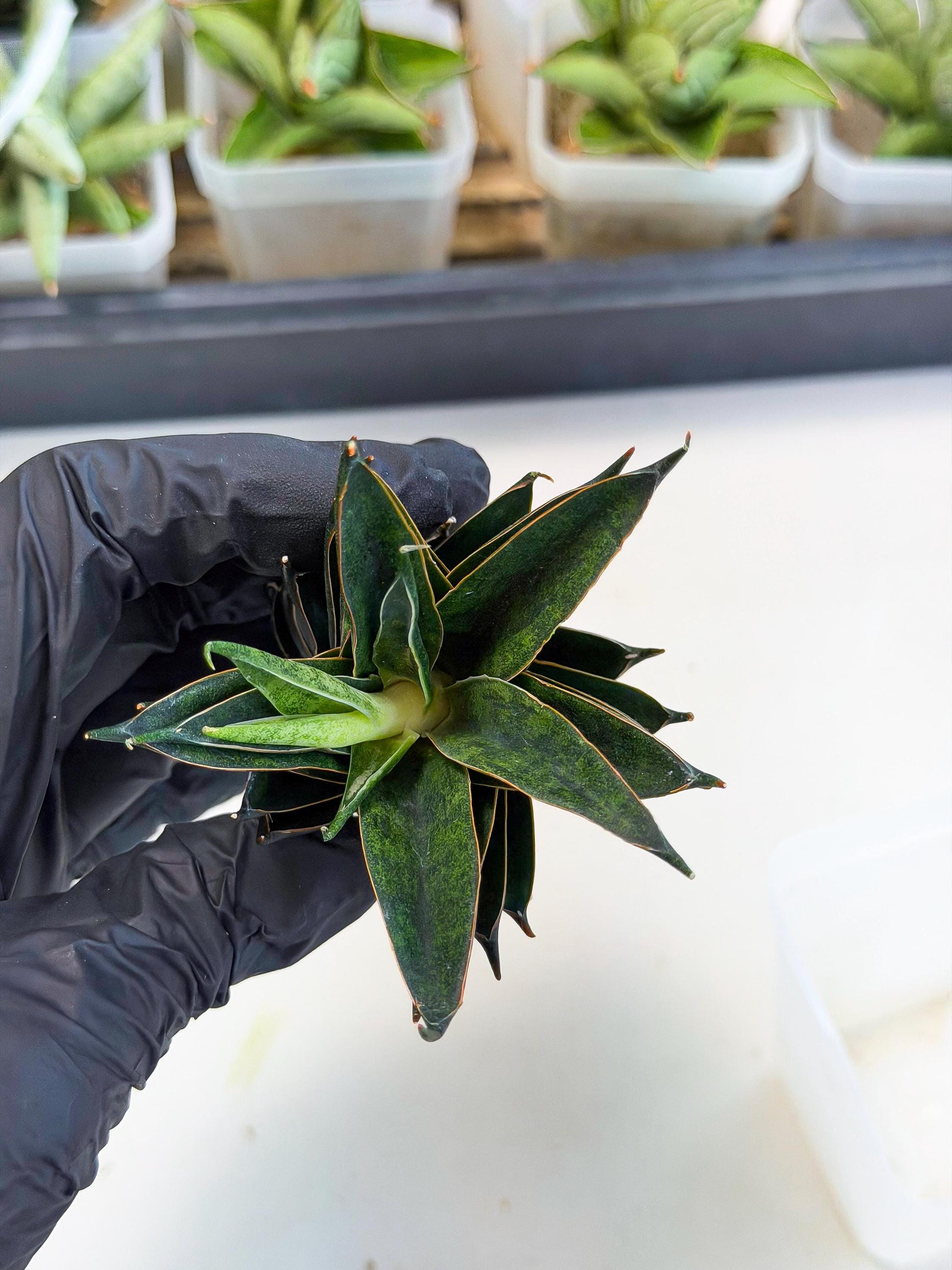 Sansevieria Black Ant (ca5) (3) | Dwarf Hybrid