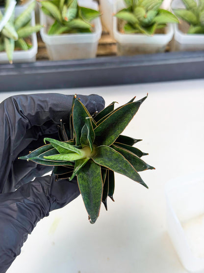 Sansevieria Black Ant (ca5) (3) | Dwarf Hybrid