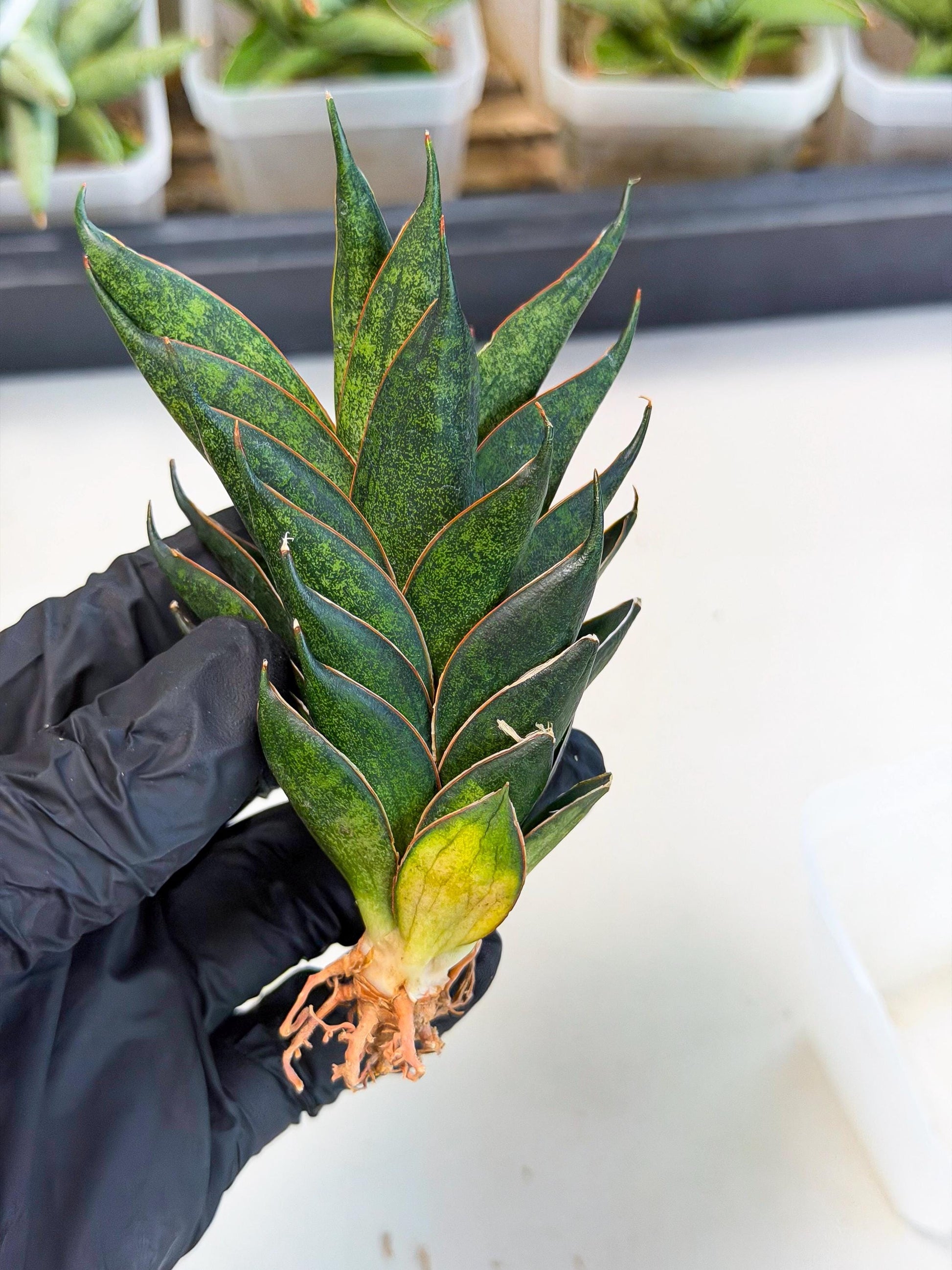 Sansevieria Black Ant (ca5) (3) | Dwarf Hybrid