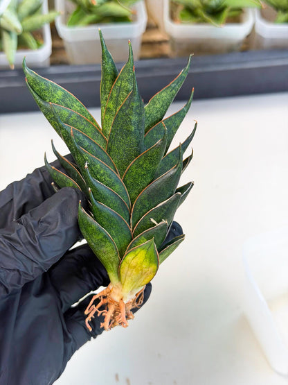 Sansevieria Black Ant (ca5) (3) | Dwarf Hybrid