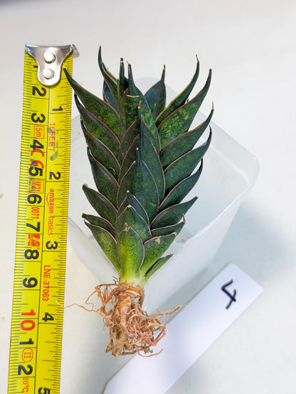 Sansevieria Black Ant (ca5) (4) | Dwarf Hybrid