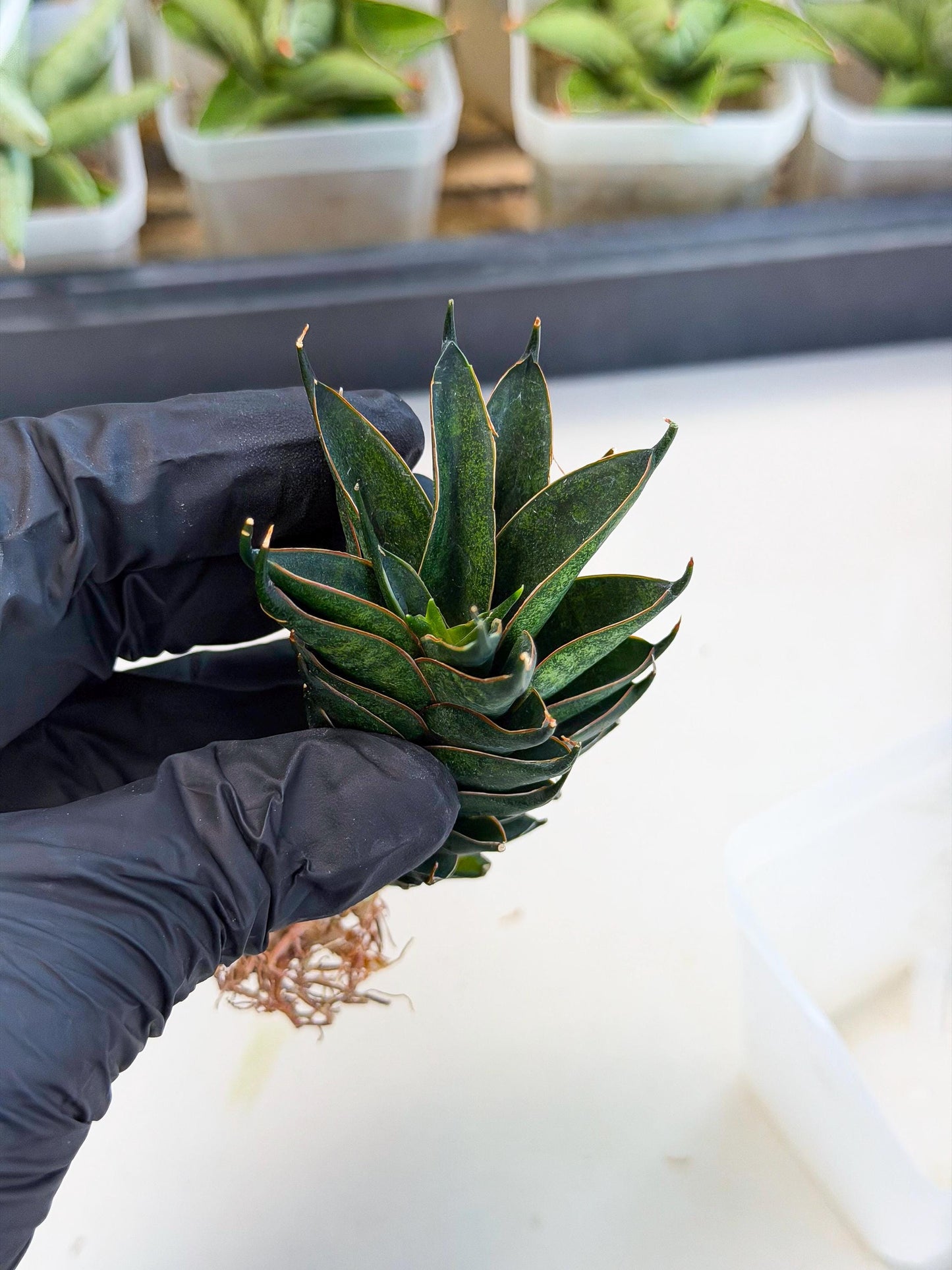 Sansevieria Black Ant (ca5) (4) | Dwarf Hybrid
