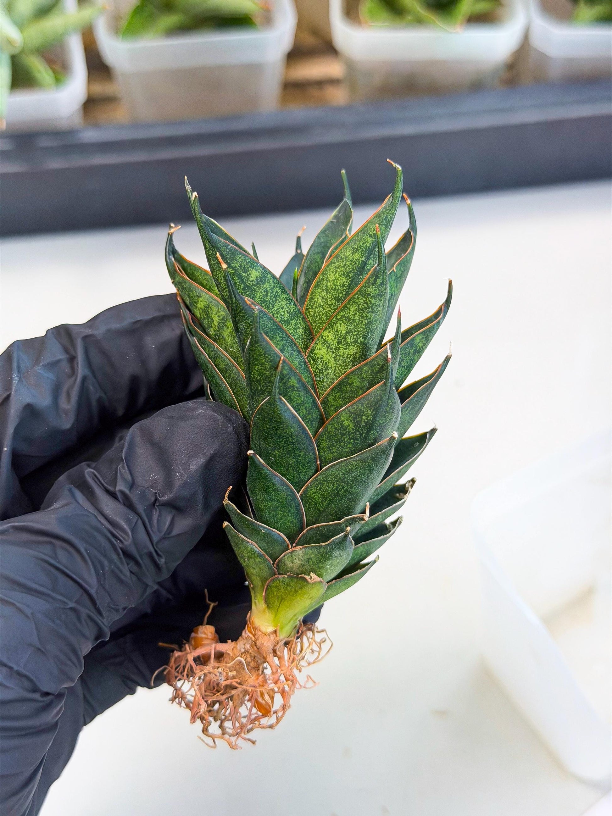 Sansevieria Black Ant (ca5) (4) | Dwarf Hybrid