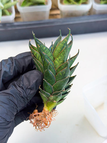 Sansevieria Black Ant (ca5) (4) | Dwarf Hybrid