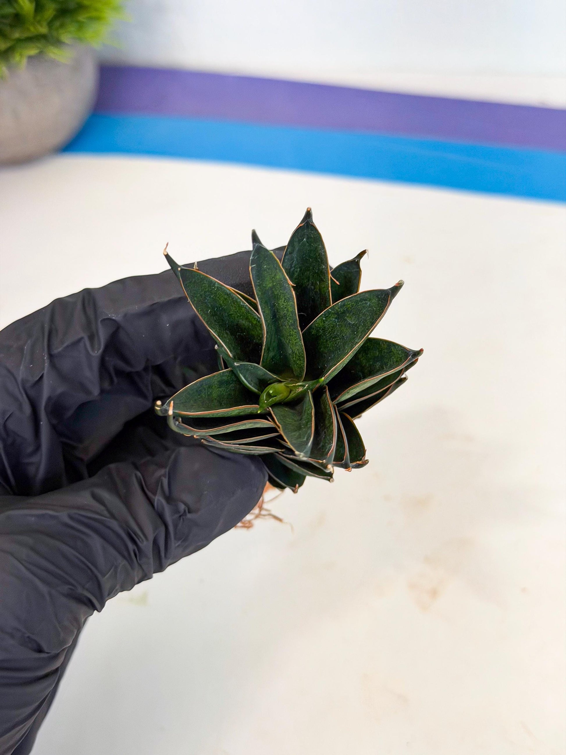 Sansevieria Black Ant (ca5) (4) | Dwarf Hybrid