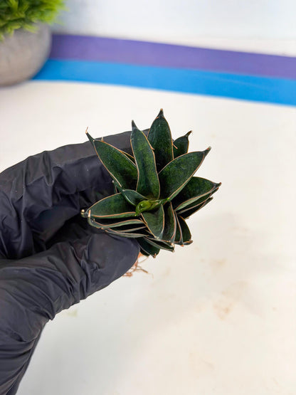 Sansevieria Black Ant (ca5) (4) | Dwarf Hybrid