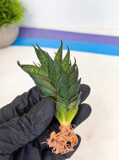 Sansevieria Black Ant (ca5) (4) | Dwarf Hybrid