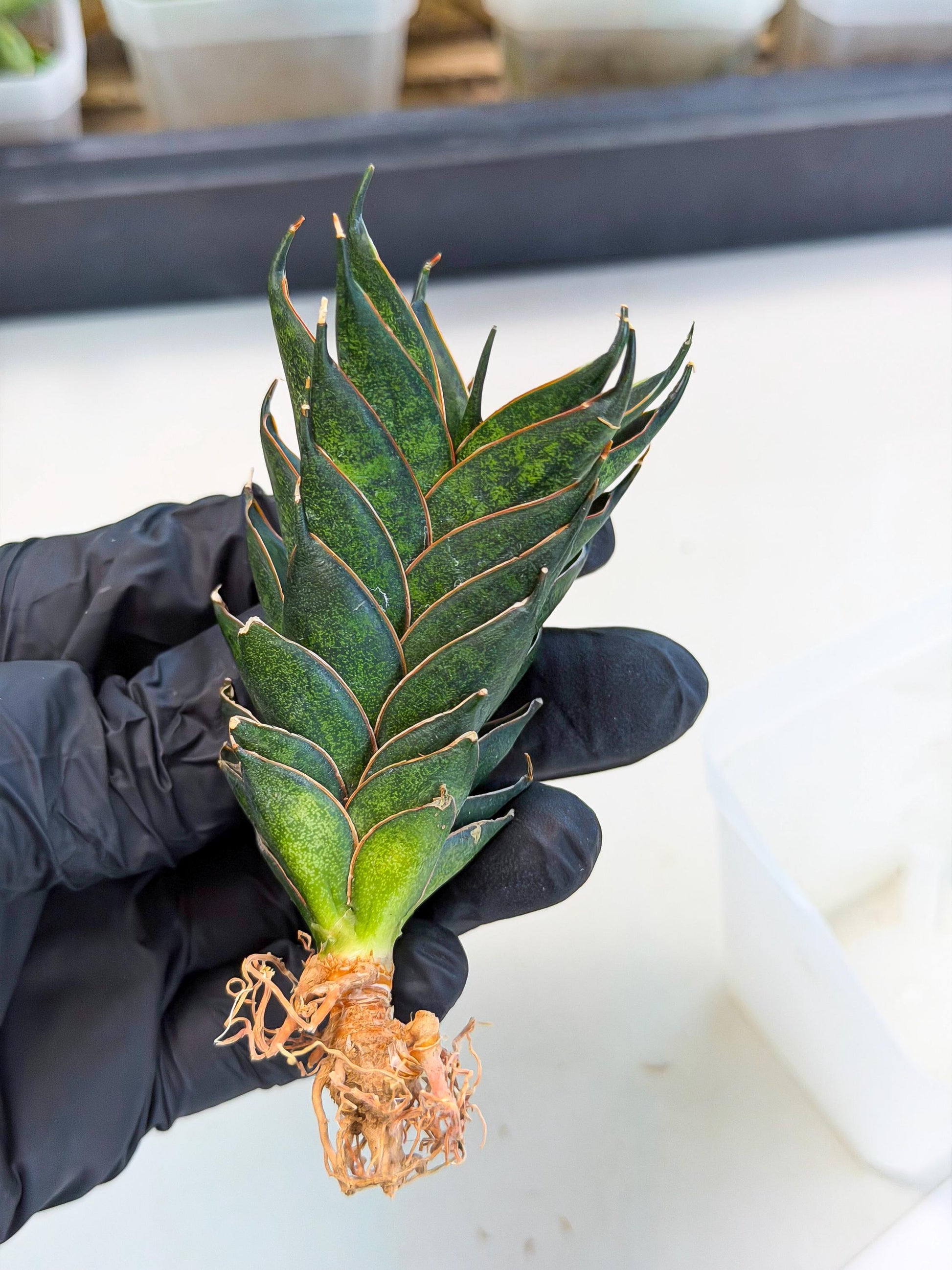 Sansevieria Black Ant (ca5) (4) | Dwarf Hybrid