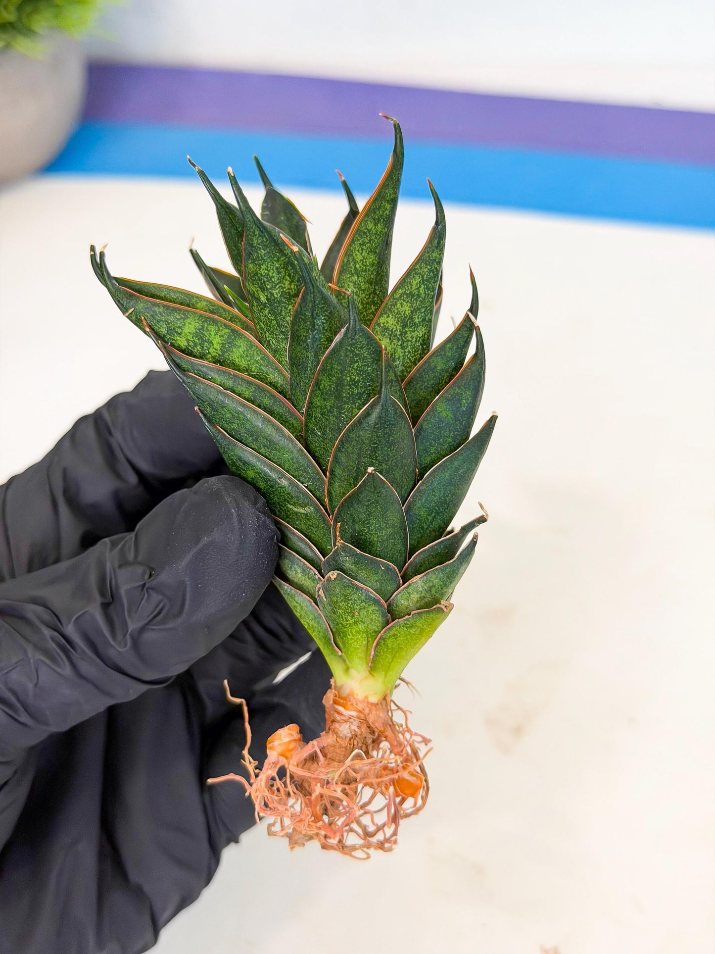 Sansevieria Black Ant (ca5) (4) | Dwarf Hybrid