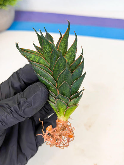 Sansevieria Black Ant (ca5) (4) | Dwarf Hybrid