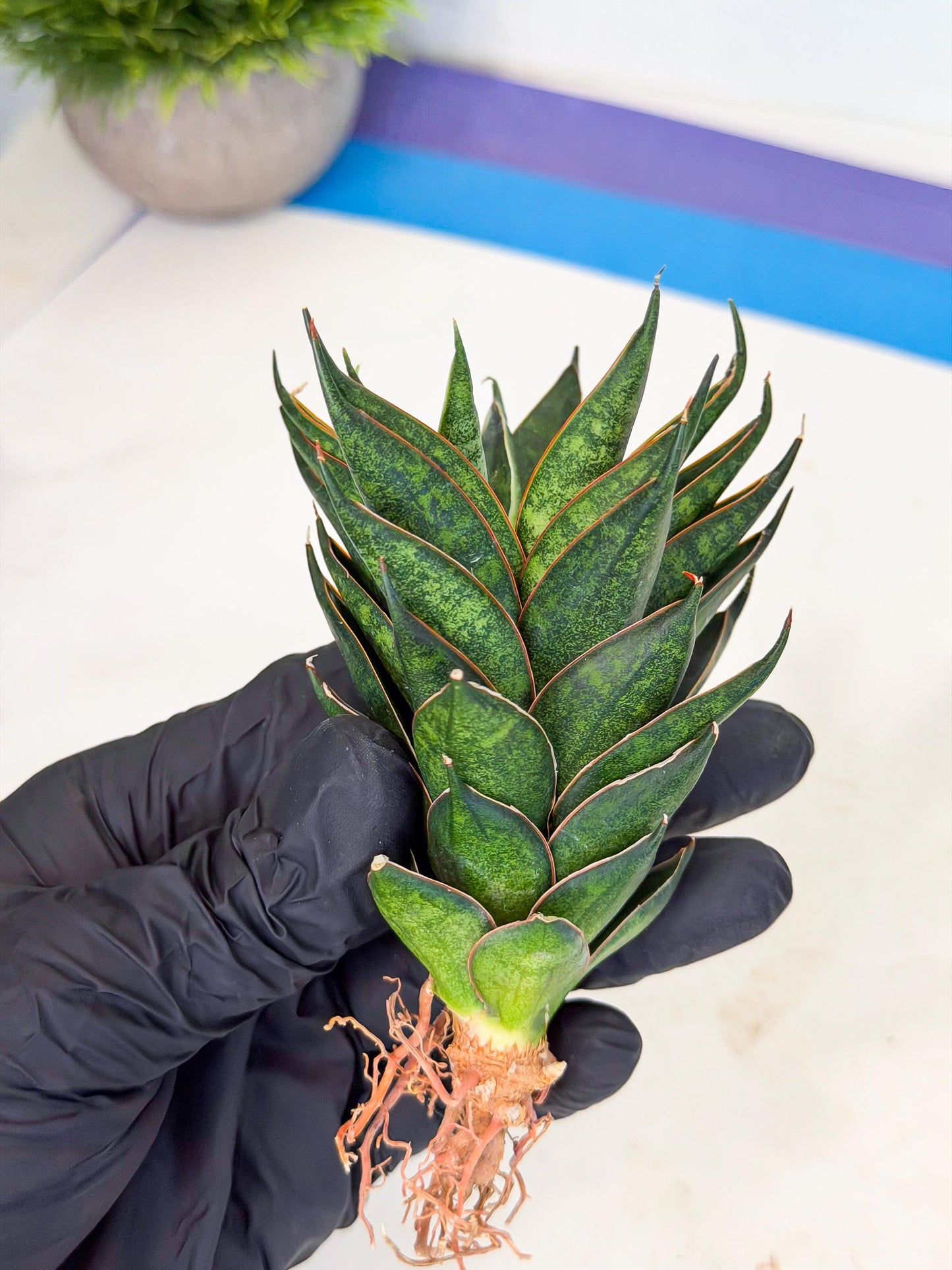 Sansevieria Black Ant (ca5) (5) | Dwarf Hybrid