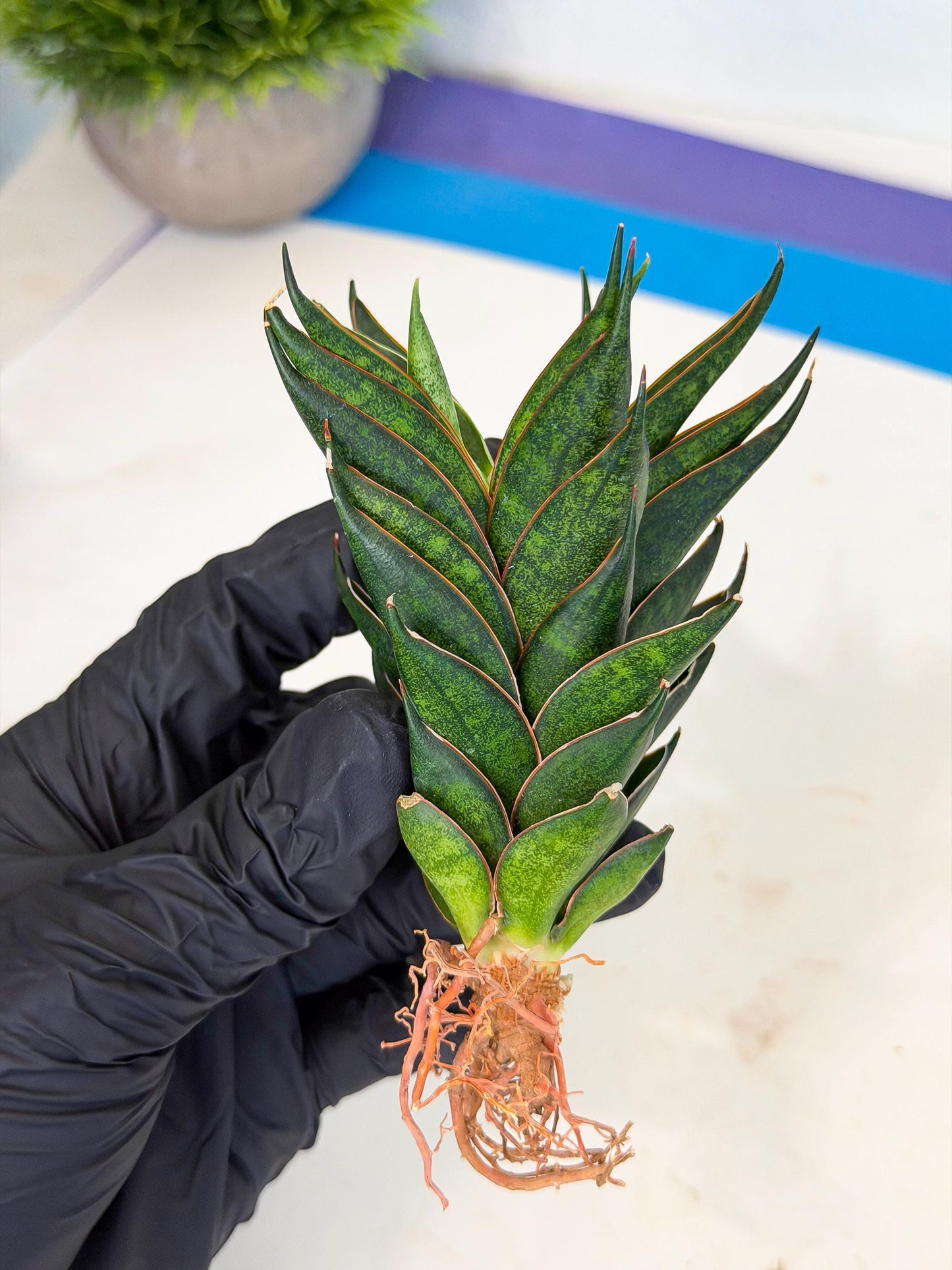 Sansevieria Black Ant (ca5) (5) | Dwarf Hybrid