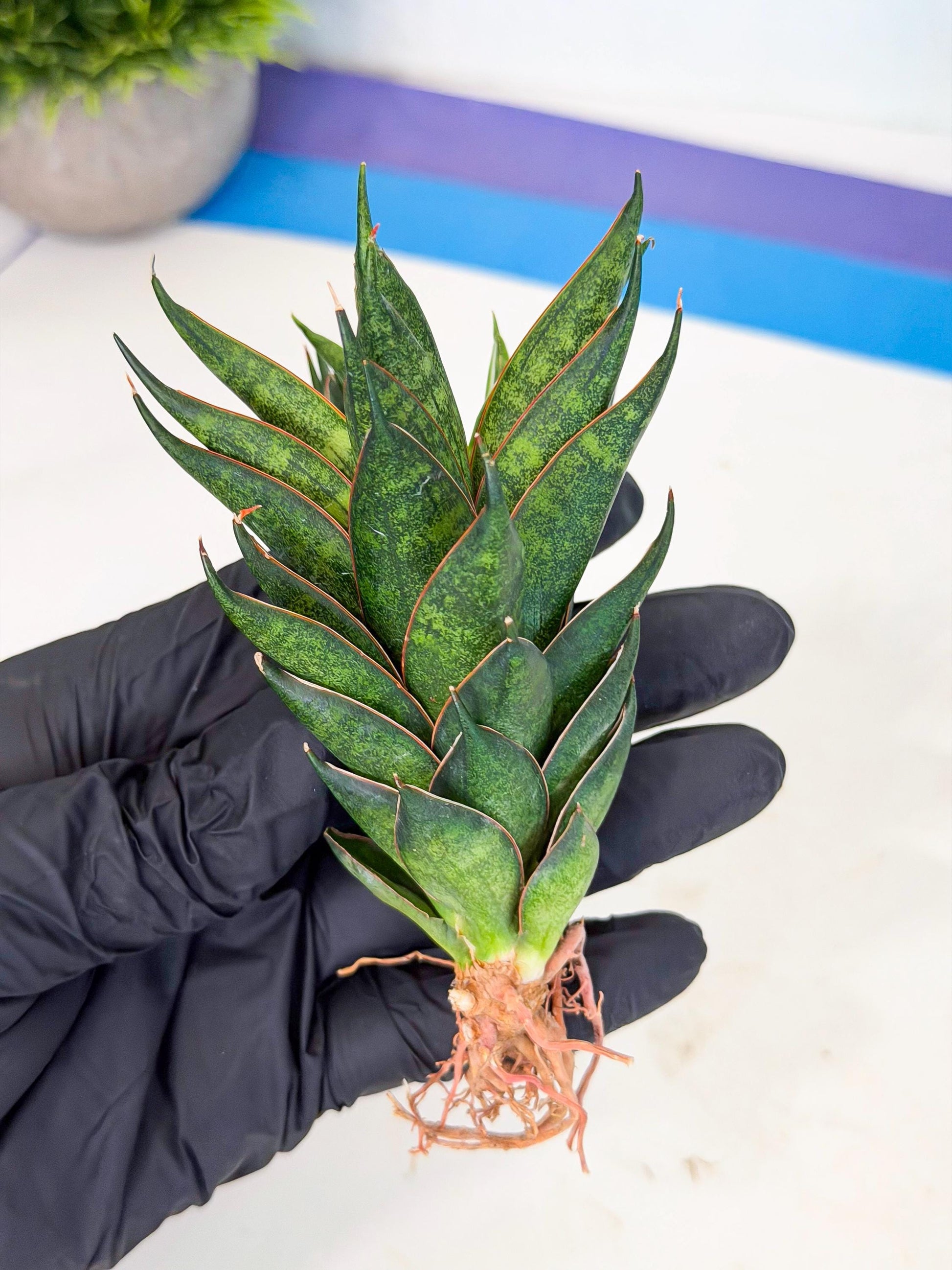 Sansevieria Black Ant (ca5) (5) | Dwarf Hybrid