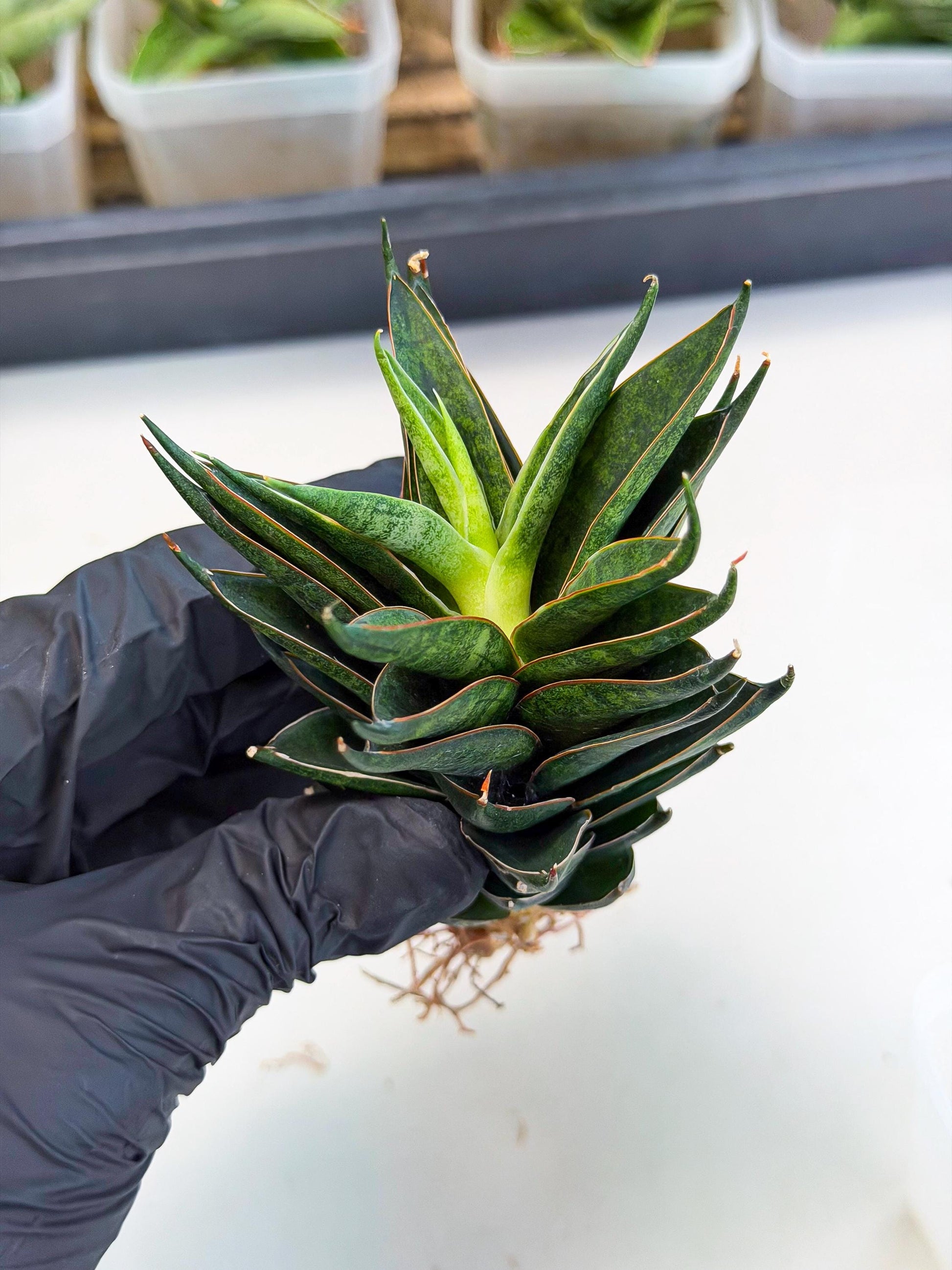 Sansevieria Black Ant (ca5) (5) | Dwarf Hybrid