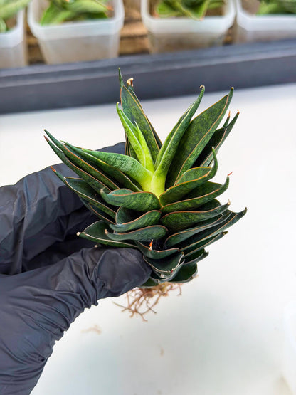 Sansevieria Black Ant (ca5) (5) | Dwarf Hybrid