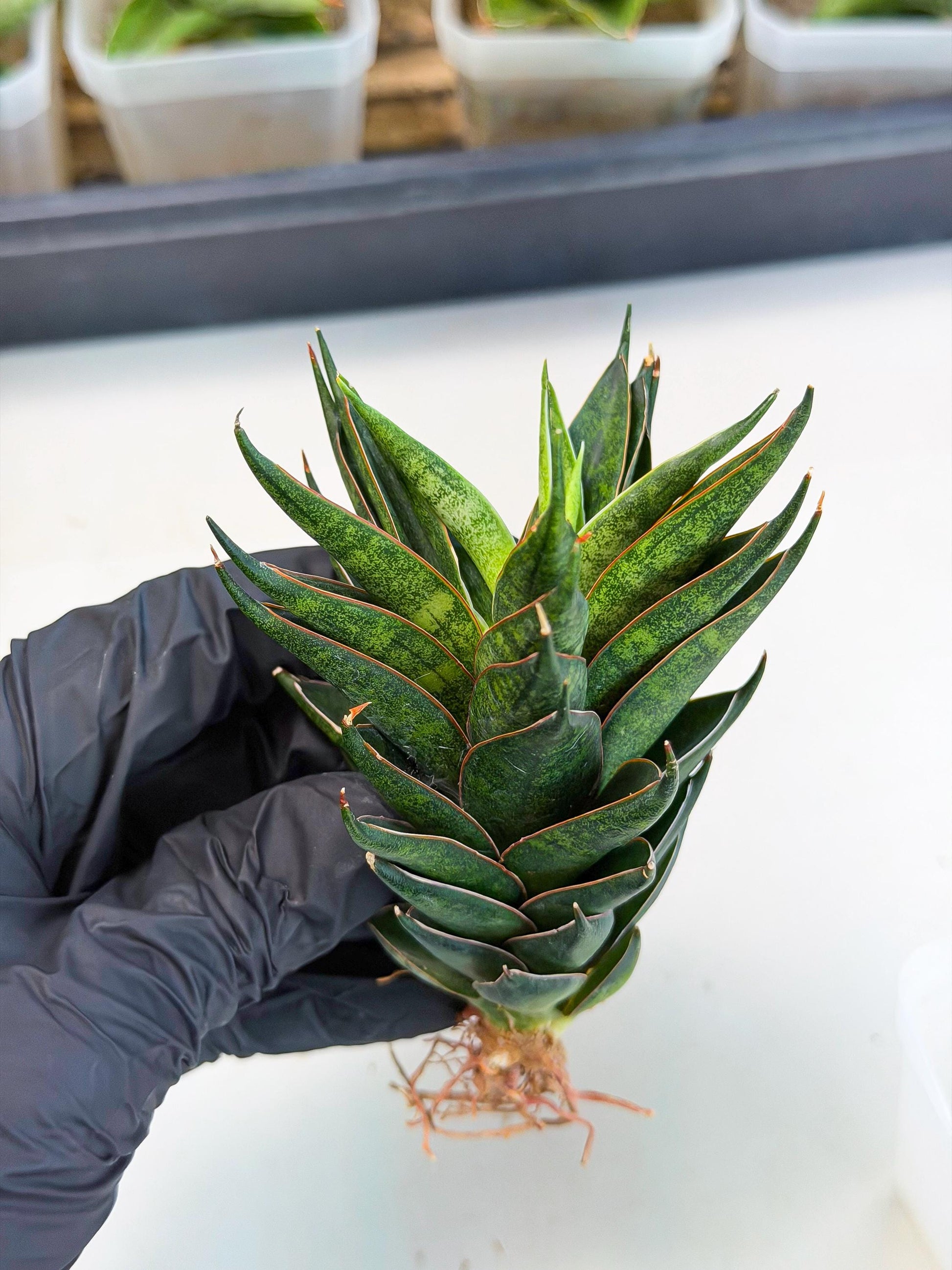 Sansevieria Black Ant (ca5) (5) | Dwarf Hybrid