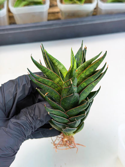 Sansevieria Black Ant (ca5) (5) | Dwarf Hybrid
