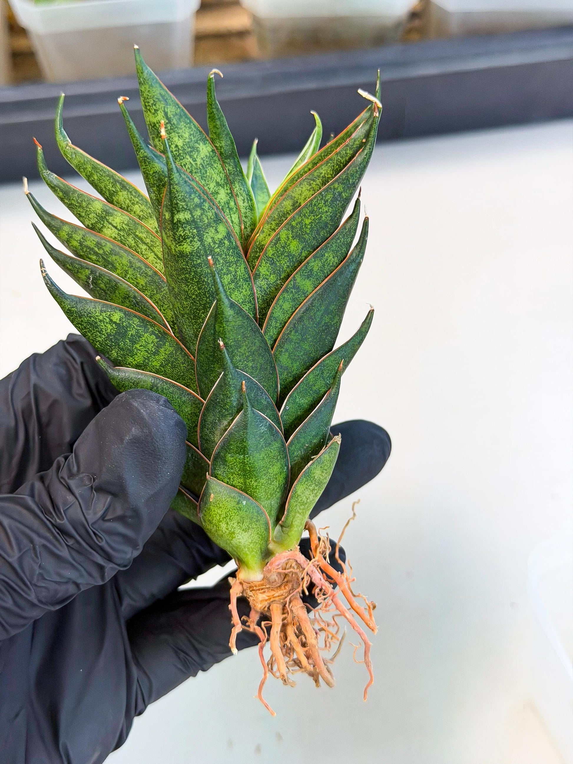 Sansevieria Black Ant (ca5) (5) | Dwarf Hybrid