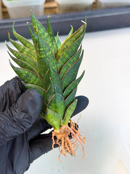 Sansevieria Black Ant (ca5) (5) | Dwarf Hybrid