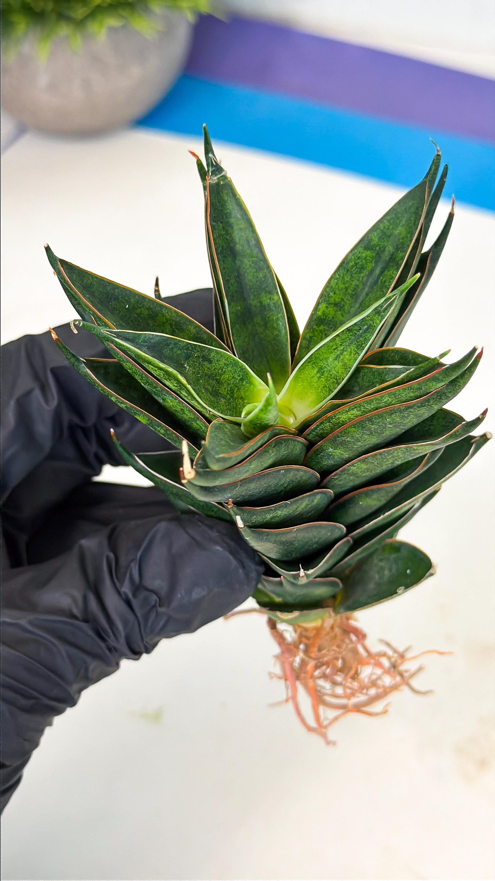Sansevieria Black Ant (ca5) (5) | Dwarf Hybrid