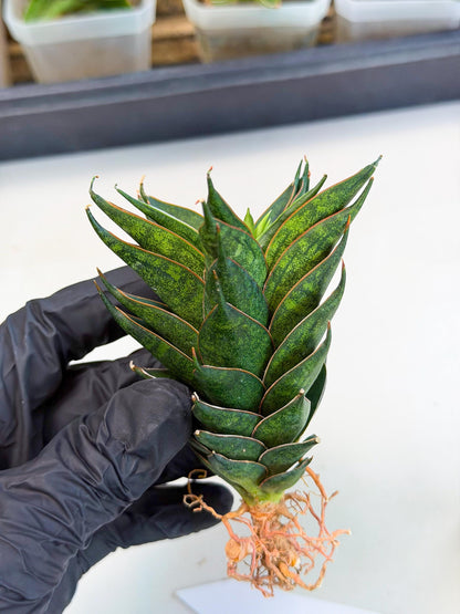 Sansevieria Black Ant (ca5) (6) | Dwarf Hybrid
