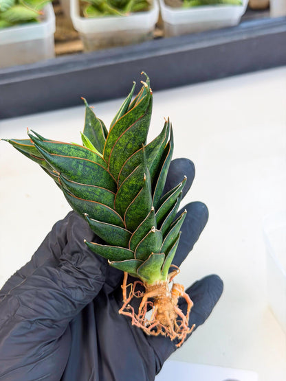 Sansevieria Black Ant (ca5) (6) | Dwarf Hybrid