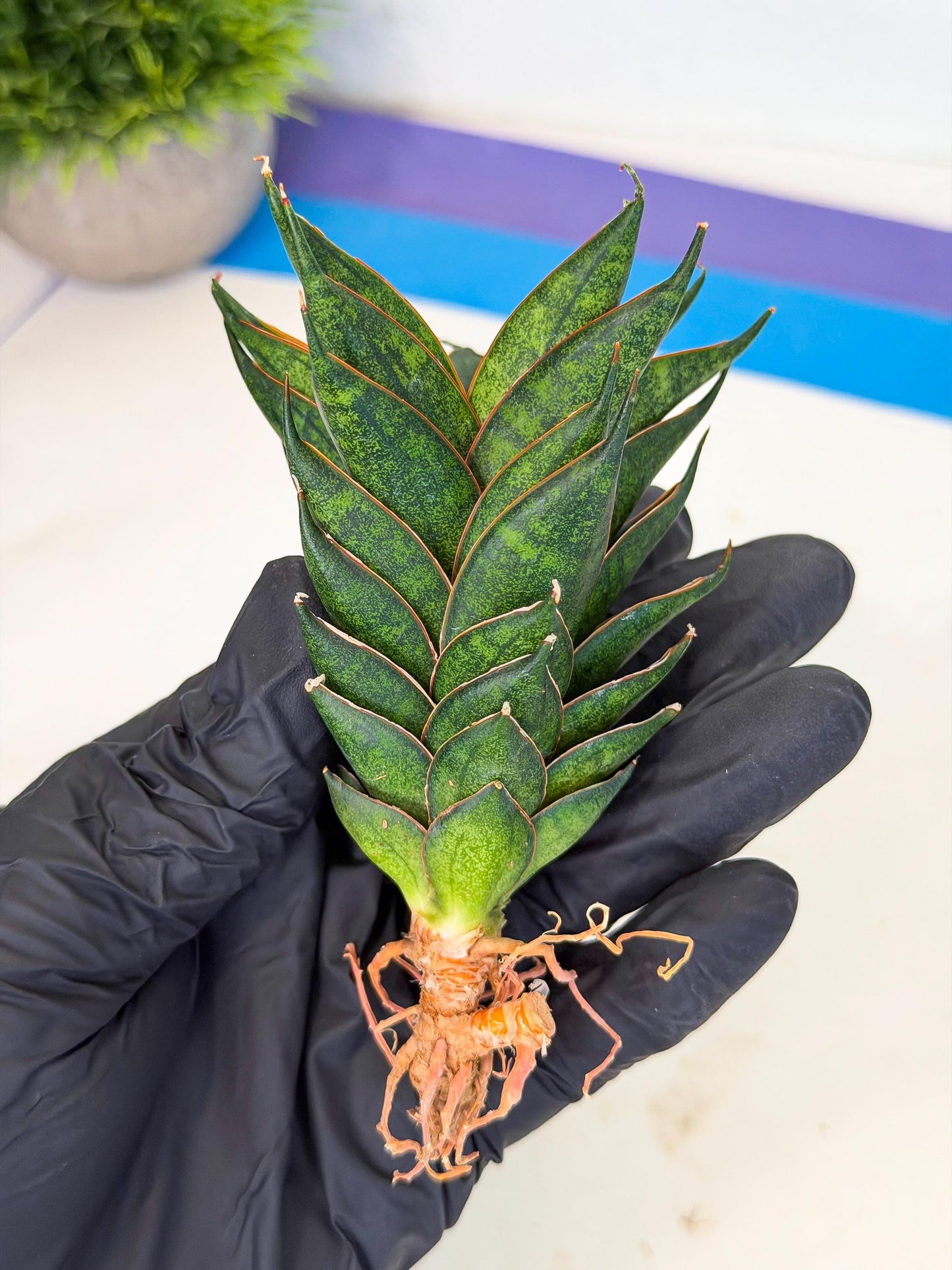 Sansevieria Black Ant (ca5) (6) | Dwarf Hybrid