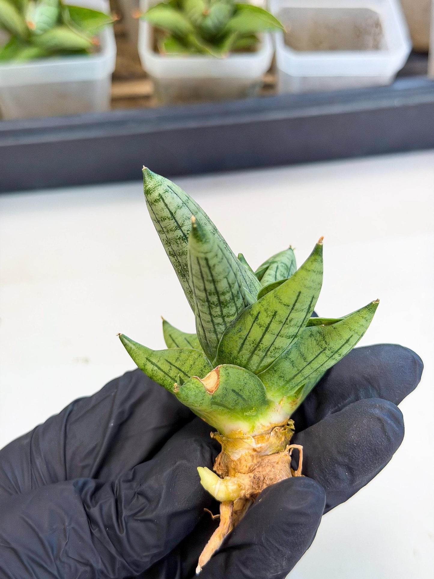 Sansevieria Toob (ca5) (8) | Rare Hybrids