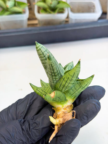 Sansevieria Toob (ca5) (8) | Rare Hybrids