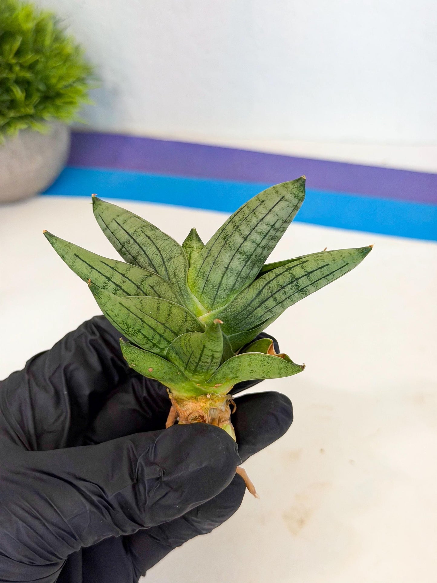 Sansevieria Toob (ca5) (8) | Rare Hybrids