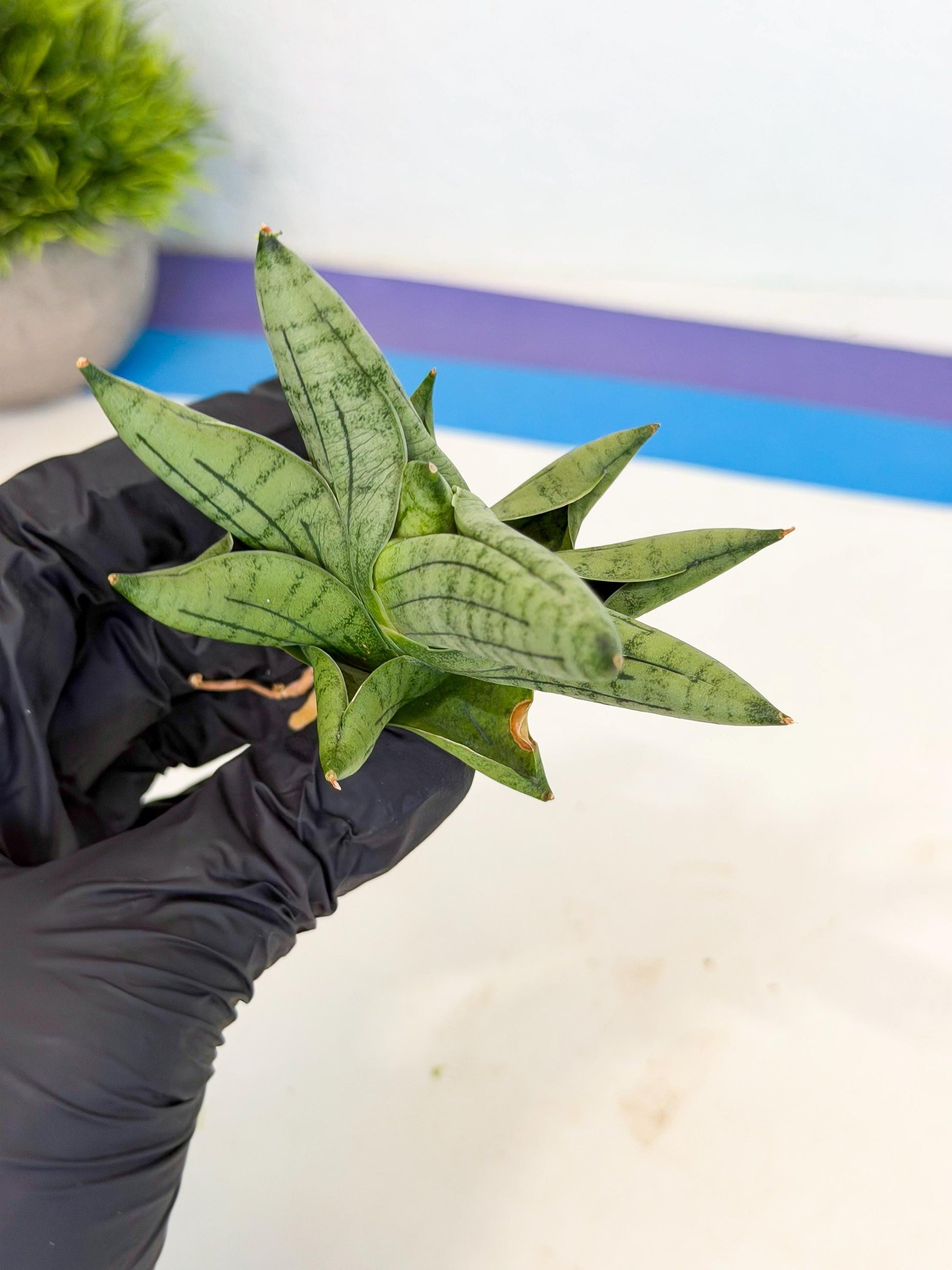 Sansevieria Toob (ca5) (8) | Rare Hybrids