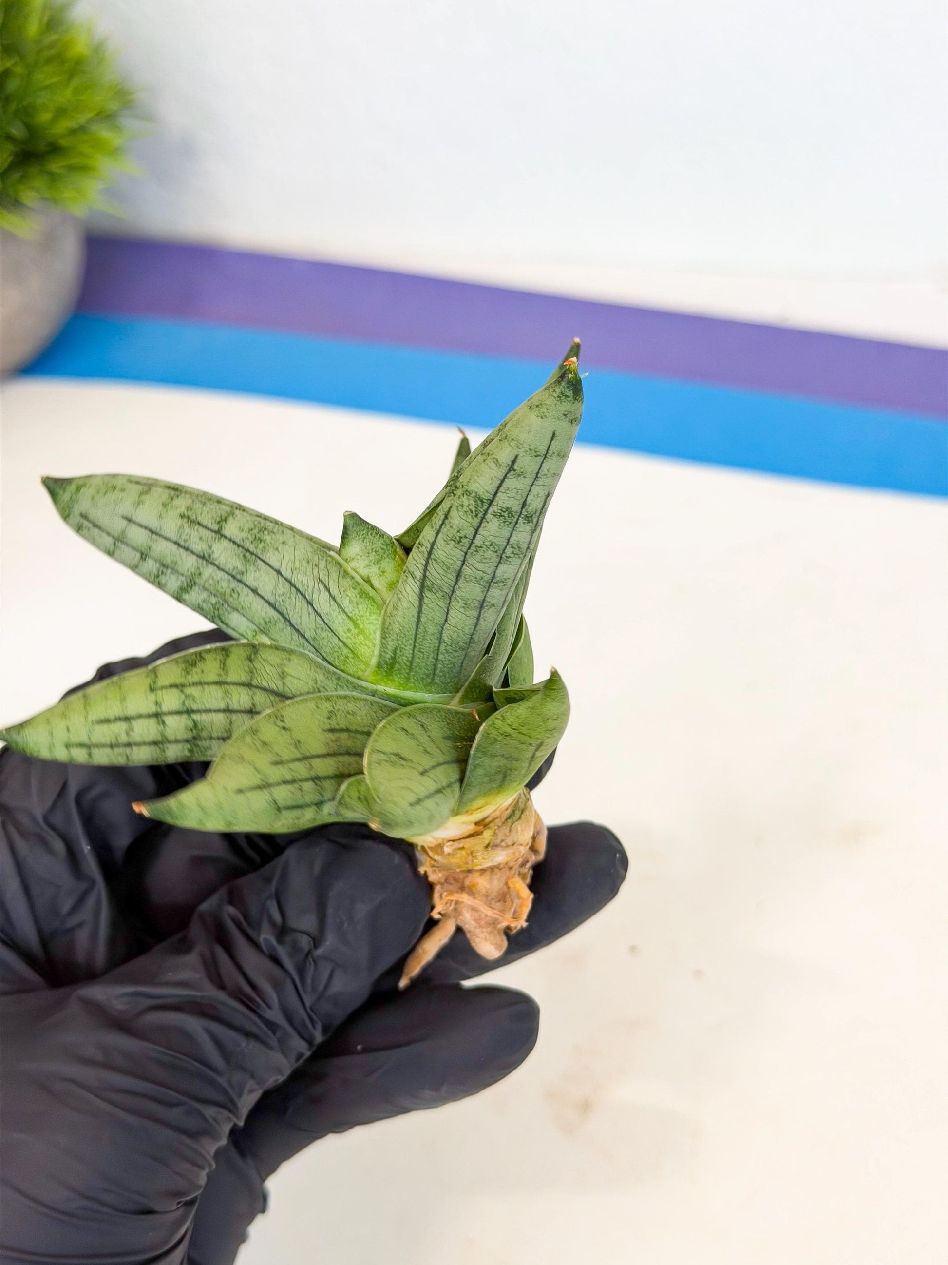 Sansevieria Toob (ca5) (8) | Rare Hybrids