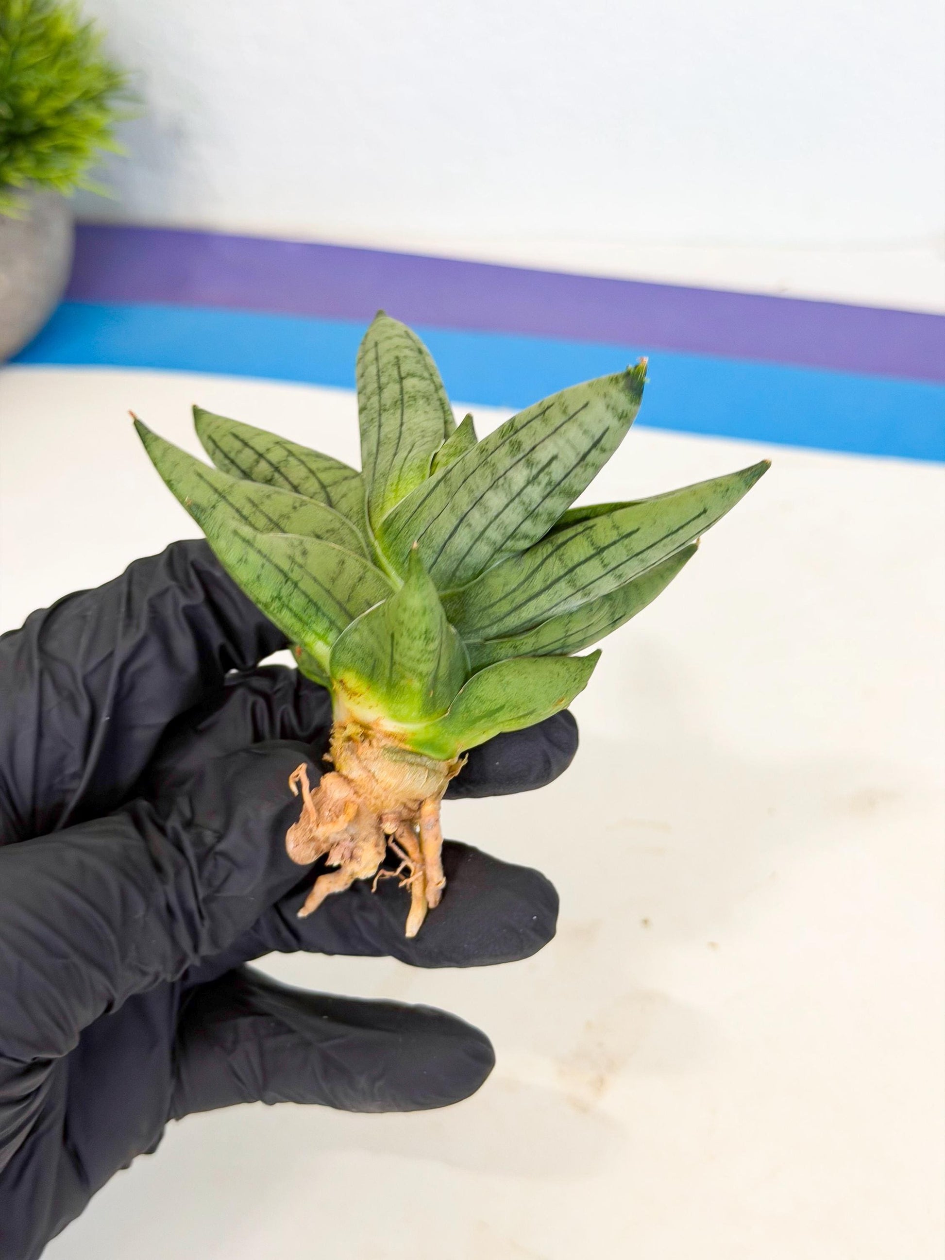 Sansevieria Toob (ca5) (8) | Rare Hybrids