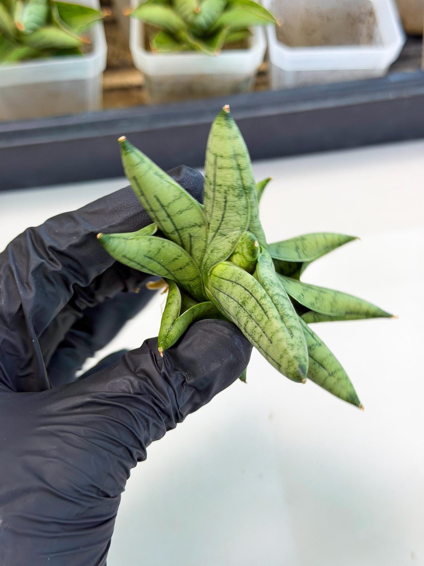 Sansevieria Toob (ca5) (8) | Rare Hybrids