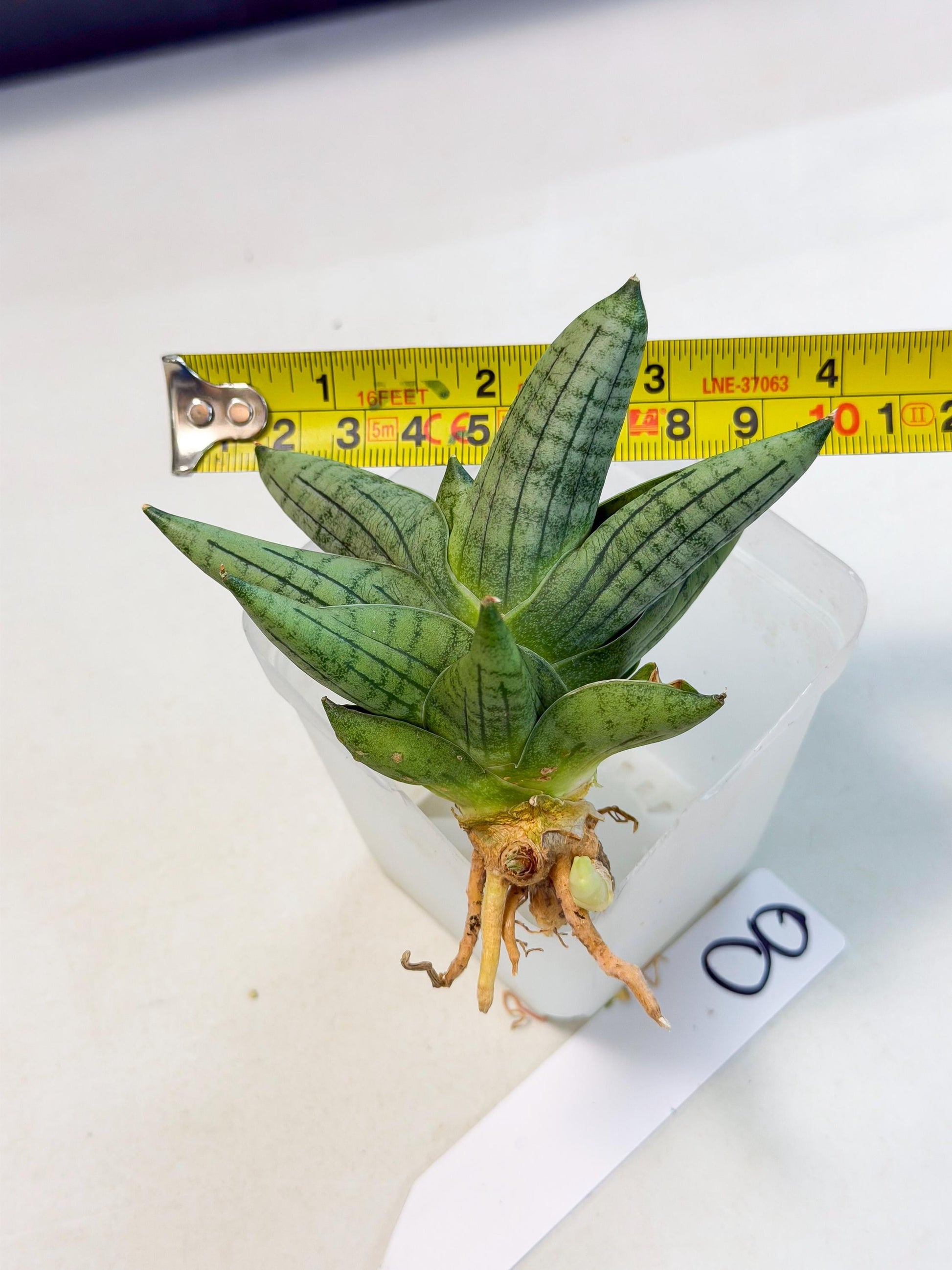 Sansevieria Toob (ca5) (8) | Rare Hybrids
