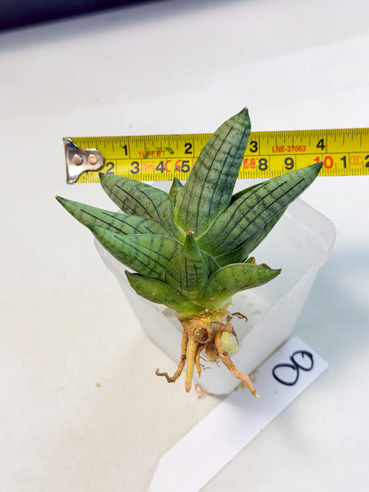 Sansevieria Toob (ca5) (8) | Rare Hybrids