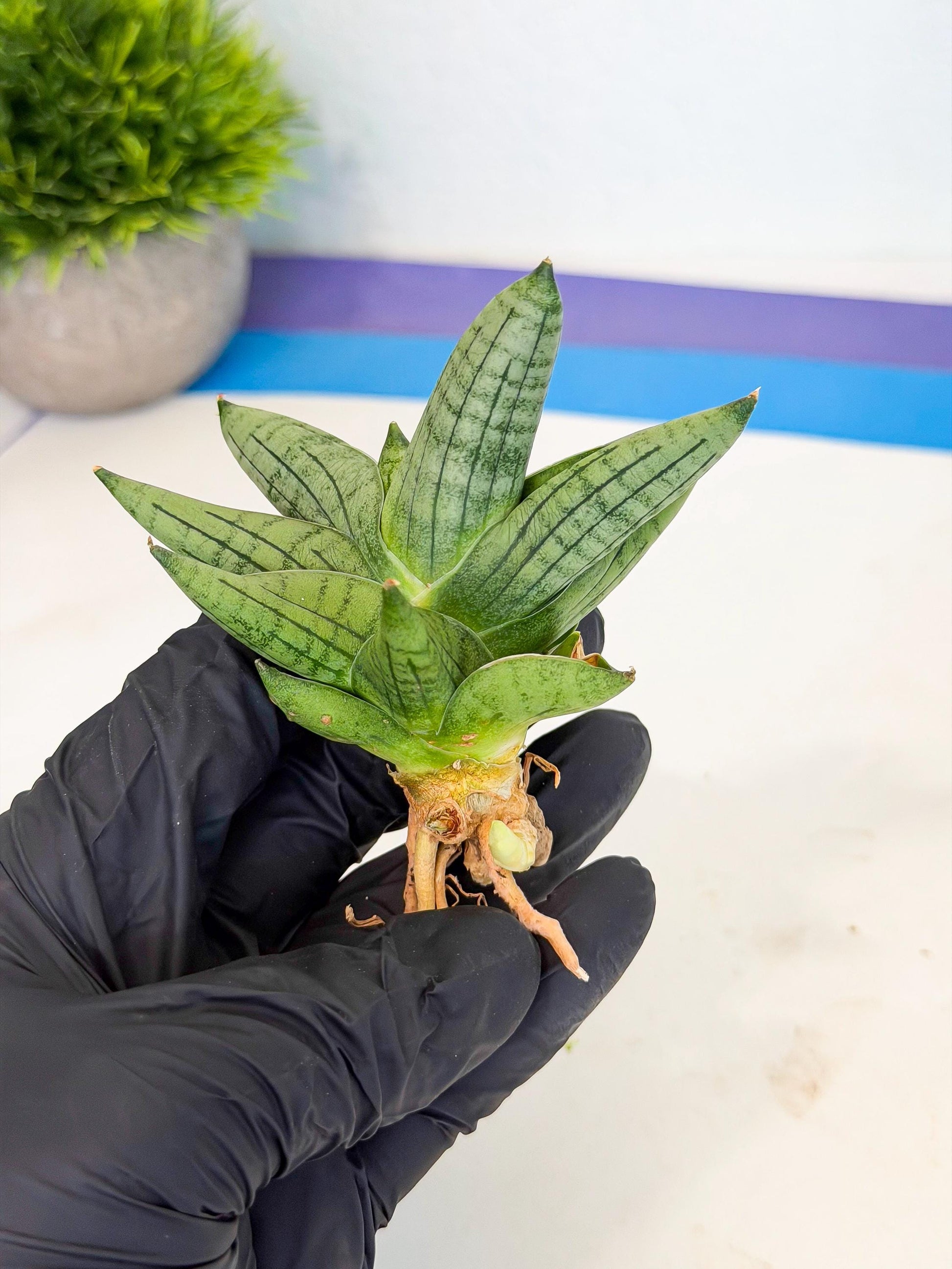 Sansevieria Toob (ca5) (8) | Rare Hybrids