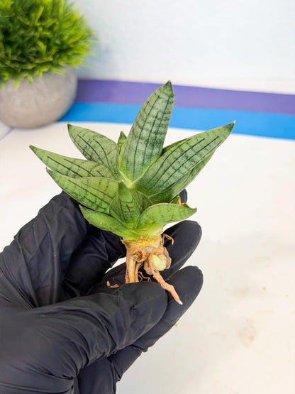 Sansevieria Toob (ca5) (8) | Rare Hybrids