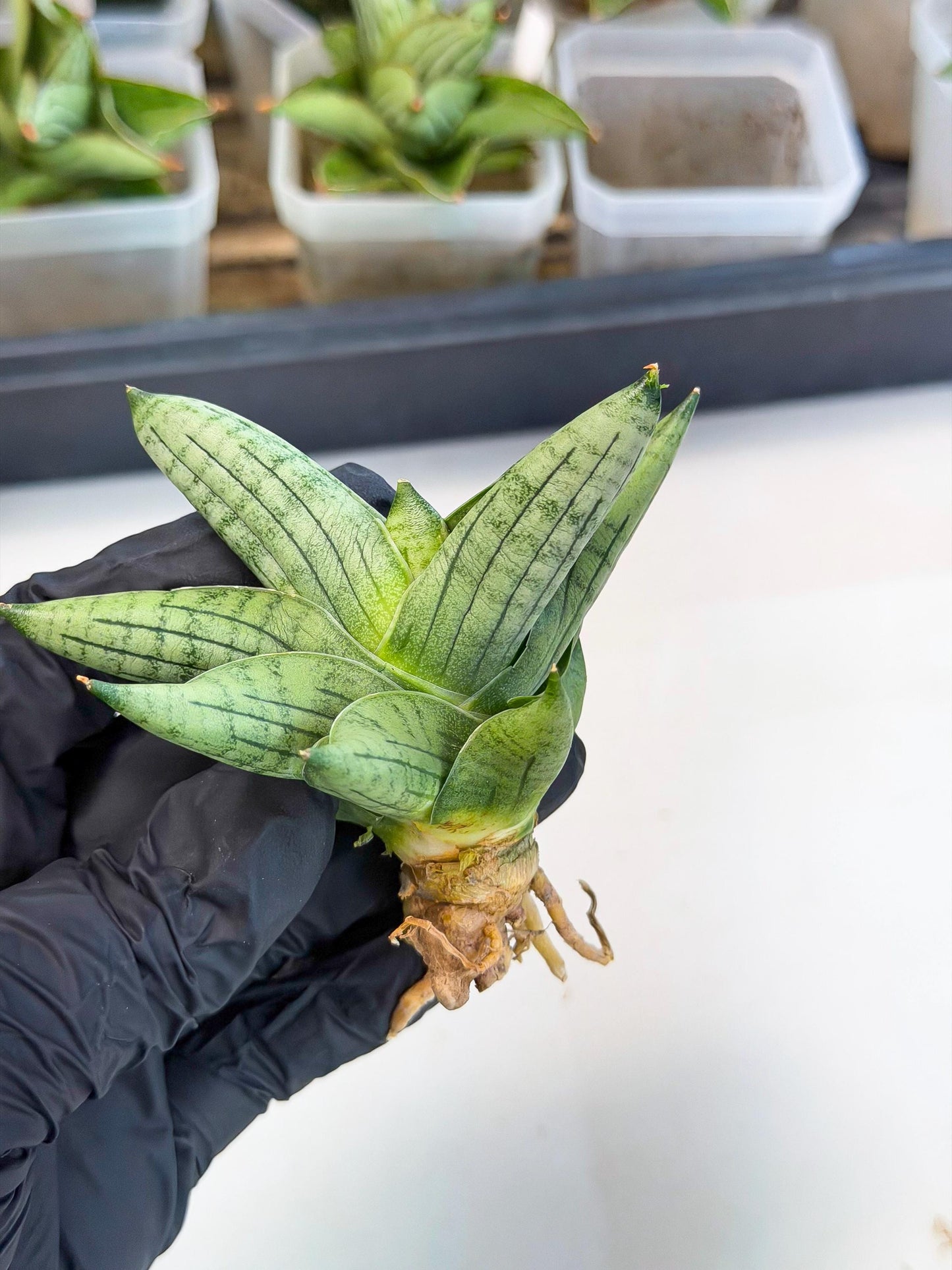 Sansevieria Toob (ca5) (8) | Rare Hybrids