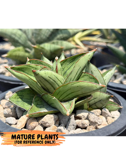 Sansevieria Atomic (ca5) (9) | Dwarf Hybrid